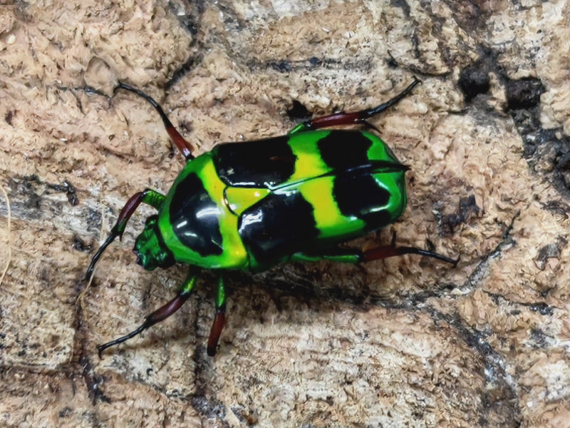 2022.5.31.新入荷!!