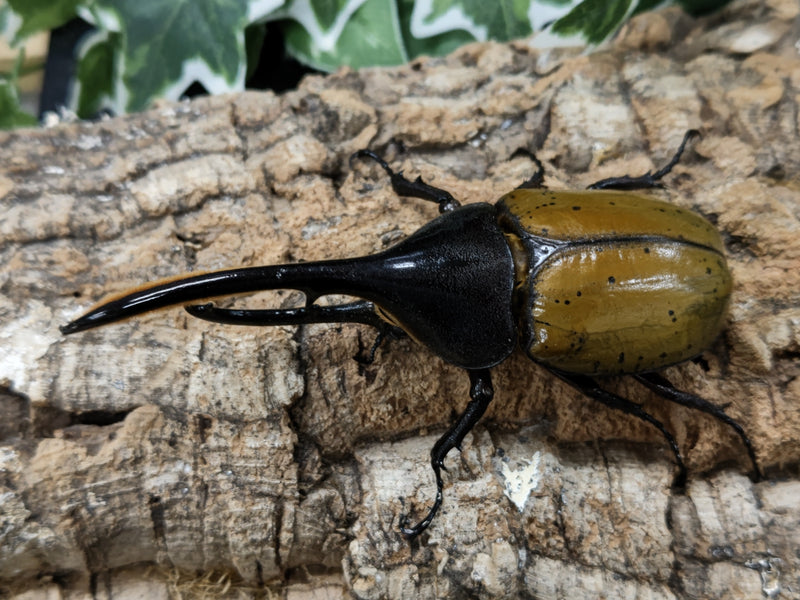 2022.6.3.新入荷!!