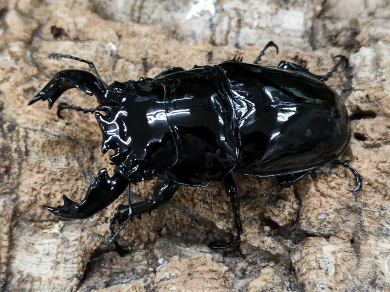 2022.6.4.新入荷!!