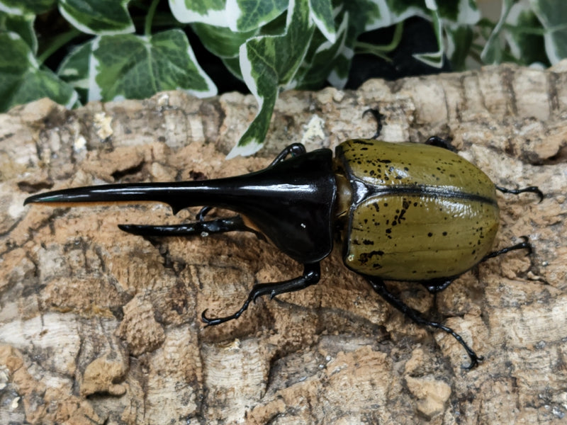 2022.6.5.新入荷!!