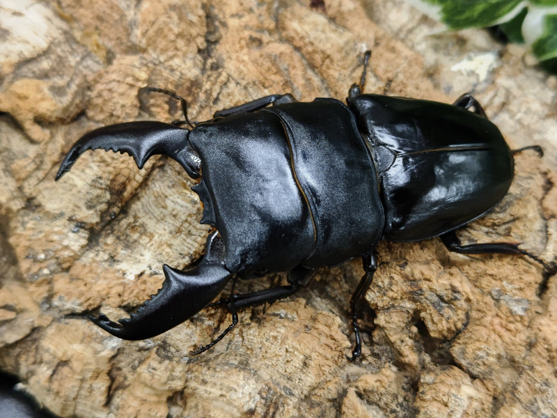 2022.6.9.新入荷!!