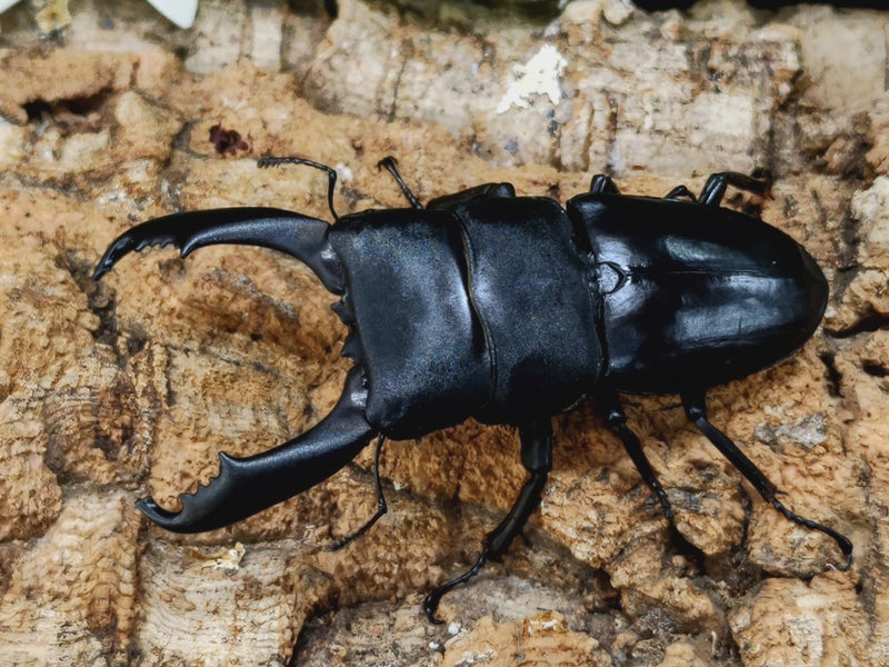 2022.6.10.新入荷!!