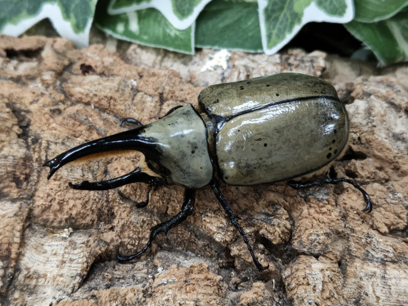 2022.6.11.新入荷!!