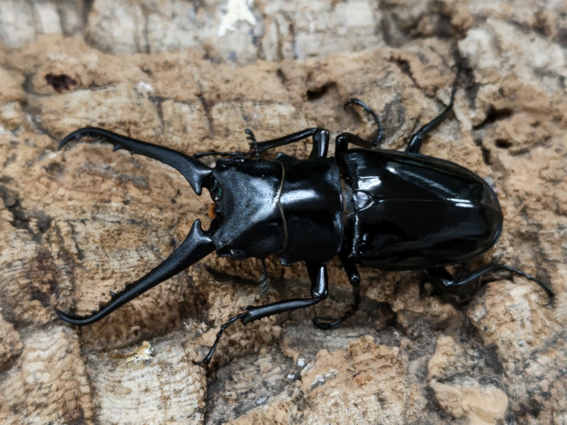 2022.6.12.新入荷!!