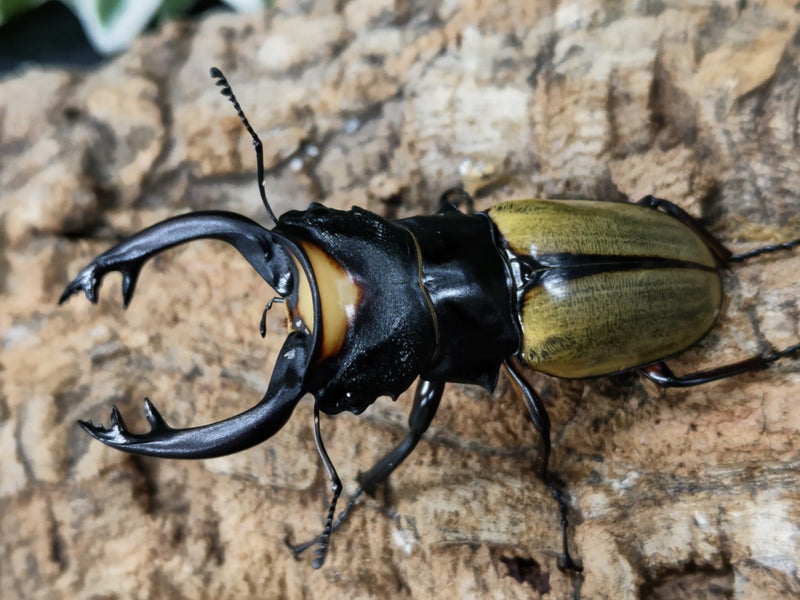 2022.6.13.新入荷!!