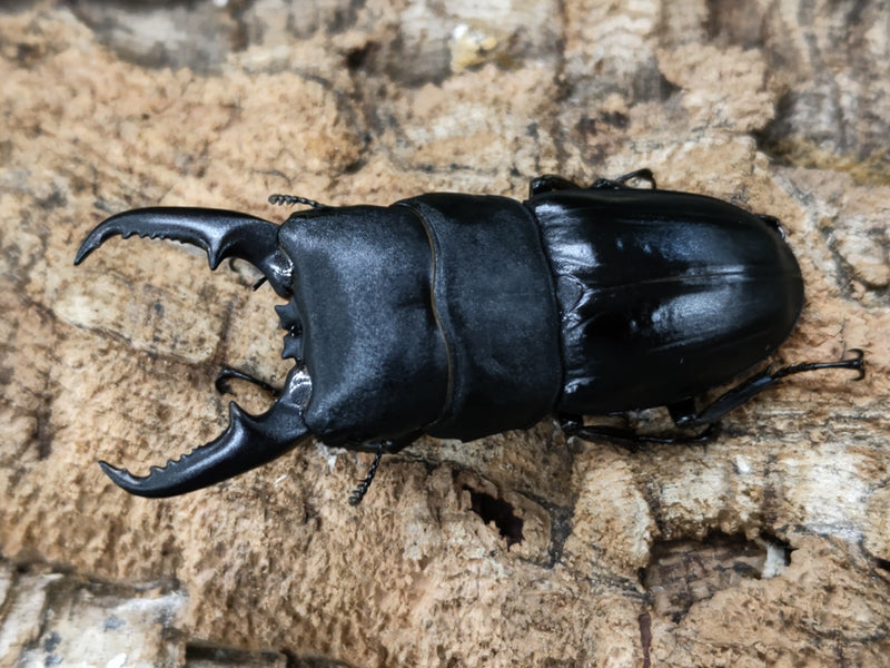 2022.6.14.新入荷!!