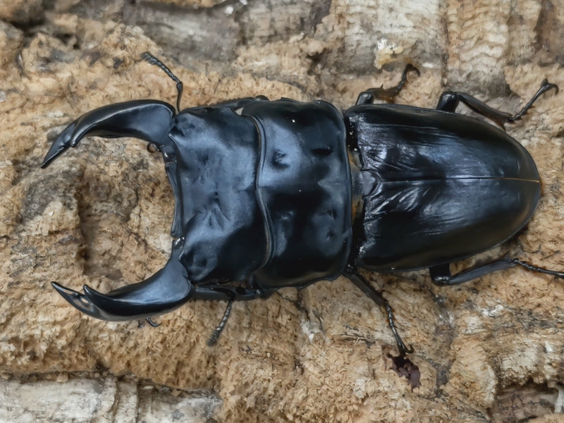 2022.6.17.新入荷!!