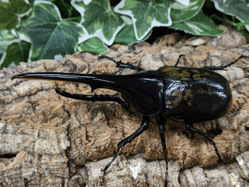 2022.6.19.新入荷!!