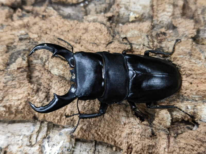 2022.6.24.新入荷!!