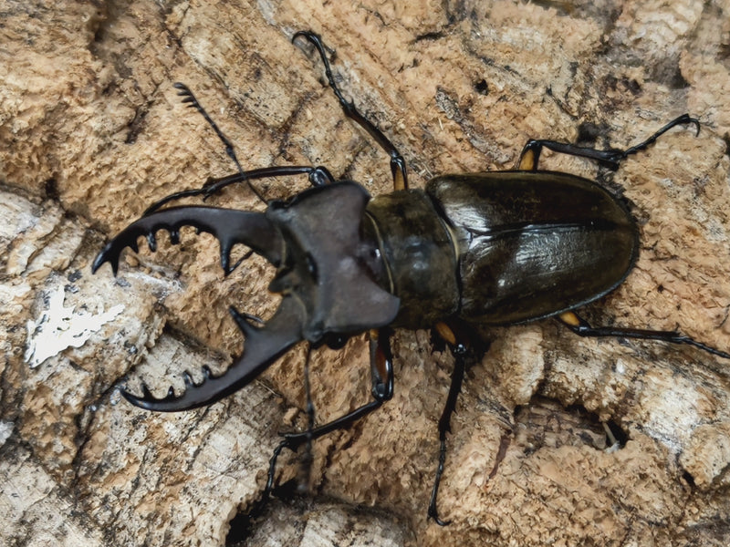 2022.6.27.新入荷!!