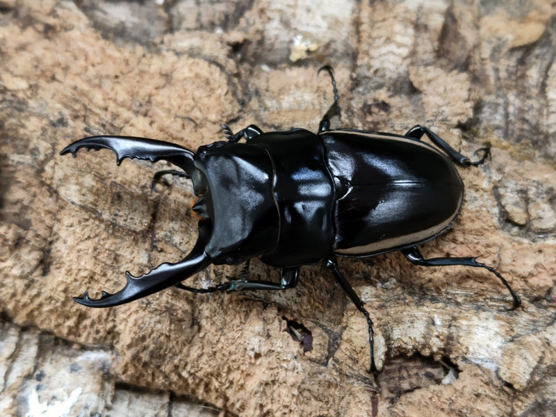 2022.6.30.新入荷!!