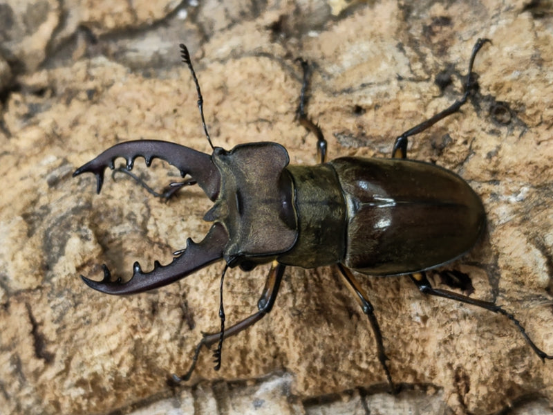 2022.7.1.新入荷!!