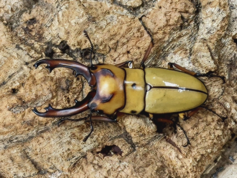 2022.7.3.新入荷!!