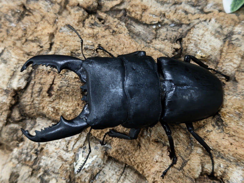 2022.7.7.新入荷!!