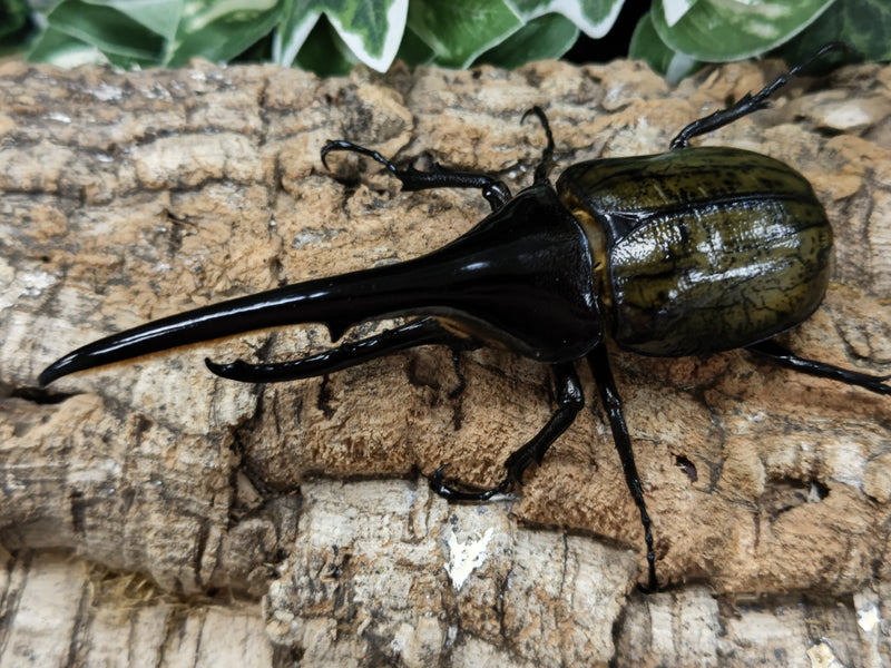 2022.7.8.新入荷!!