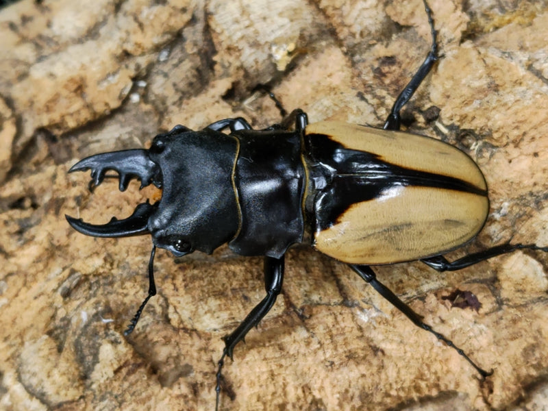 2022.7.12.新入荷!!