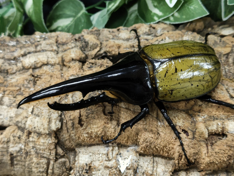 2022.7.14.新入荷!!