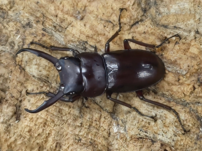 2022.7.15.新入荷!!