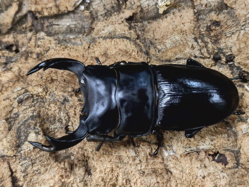 2022.7.17.新入荷!!