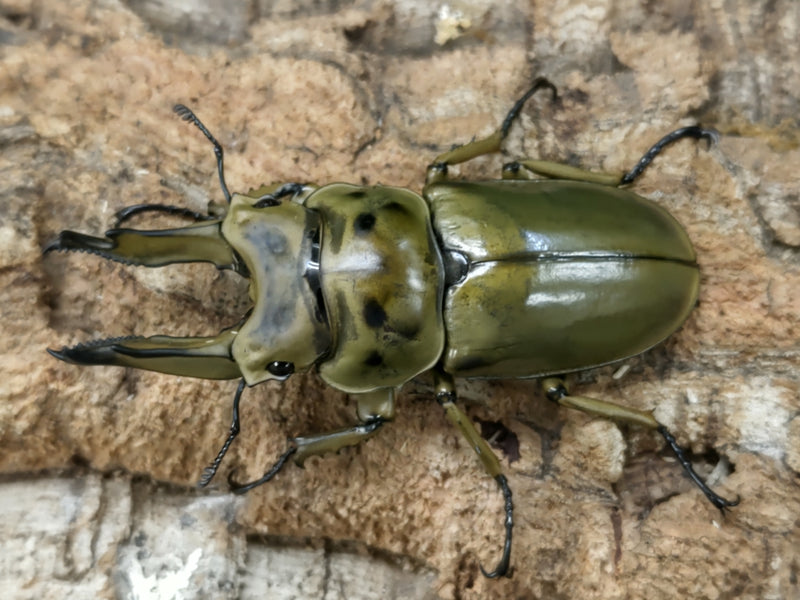 2022.7.18.新入荷!!