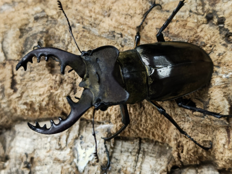 2022.7.19.新入荷!!