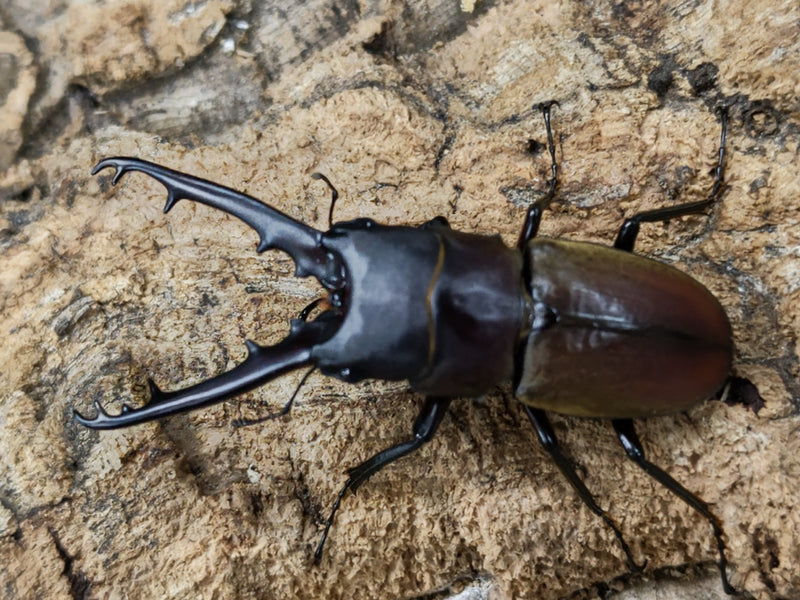 2022.7.21.新入荷!!