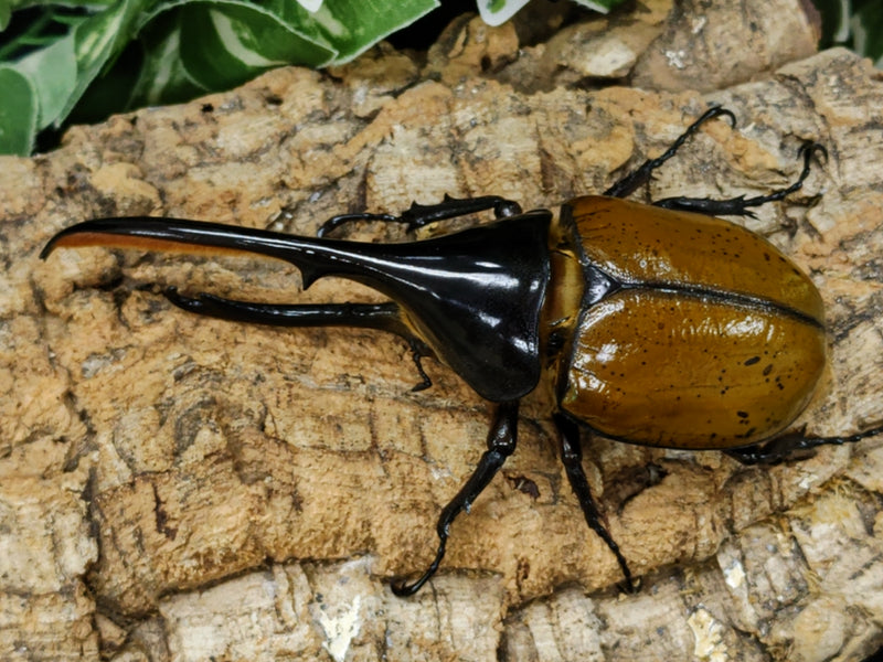 2022.7.22.新入荷!!