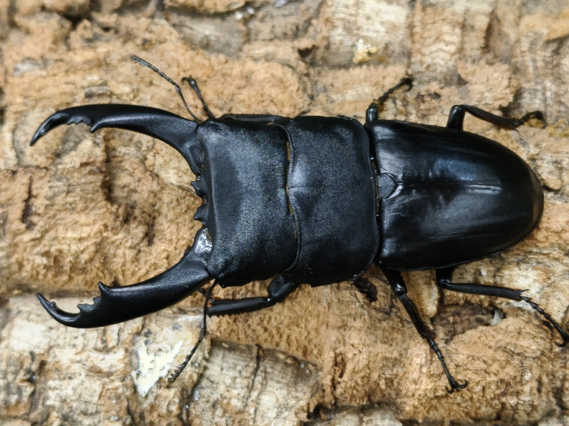 2022.7.31.新入荷!!