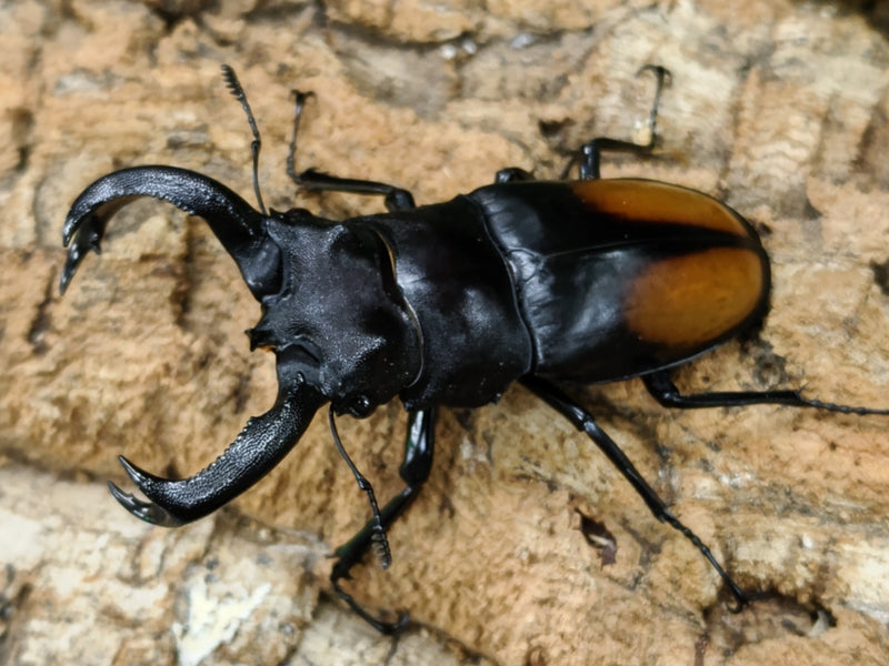 2022.8.2.新入荷!!