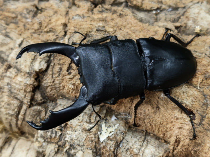 2022.8.5.新入荷!!