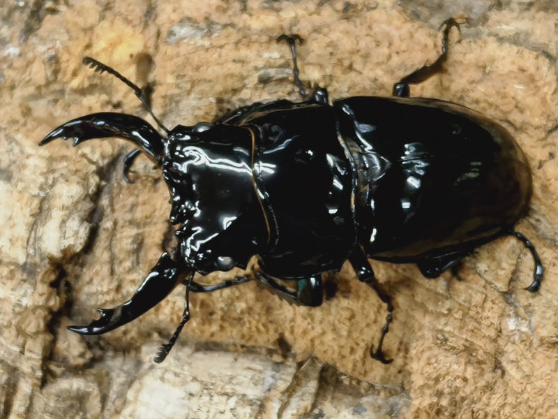 2022.8.9.新入荷!!