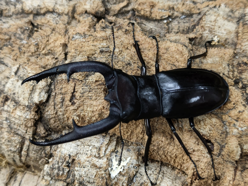 2022.8.11.新入荷!!