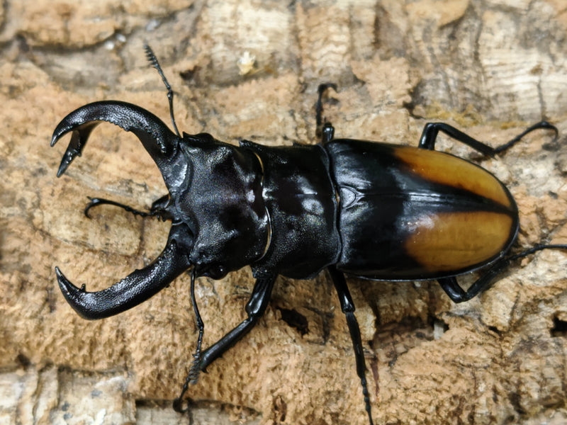 2022.8.13.新入荷!!