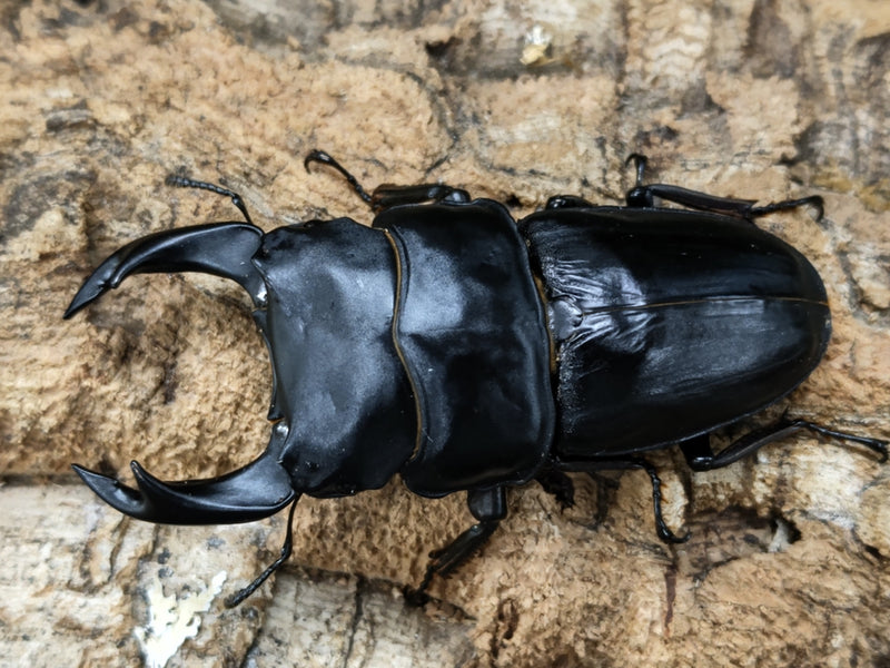 2022.8.15.新入荷!!