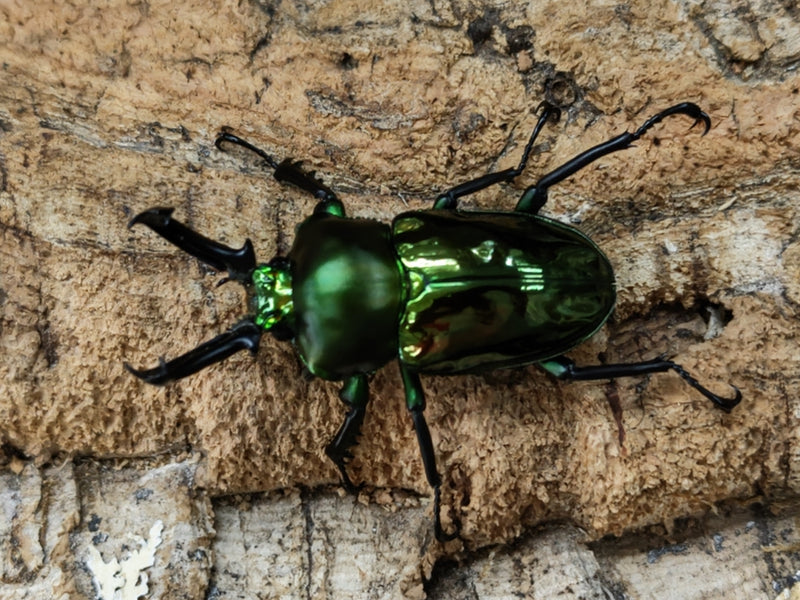 2022.8.16.新入荷!!