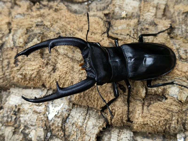 2022.8.21.新入荷!!