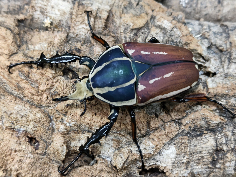 2022.8.25.新入荷!!