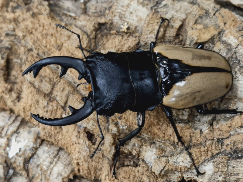 2022.8.26.新入荷!!