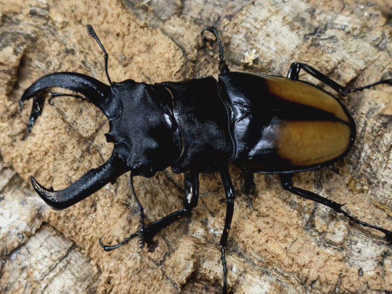 2022.8.27.新入荷!!