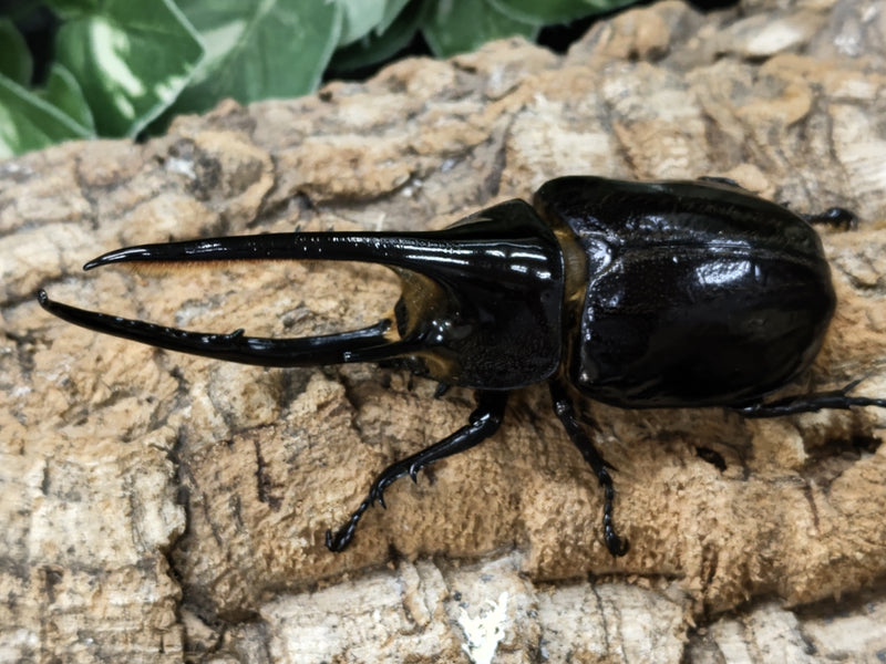 2022.8.28.新入荷!!