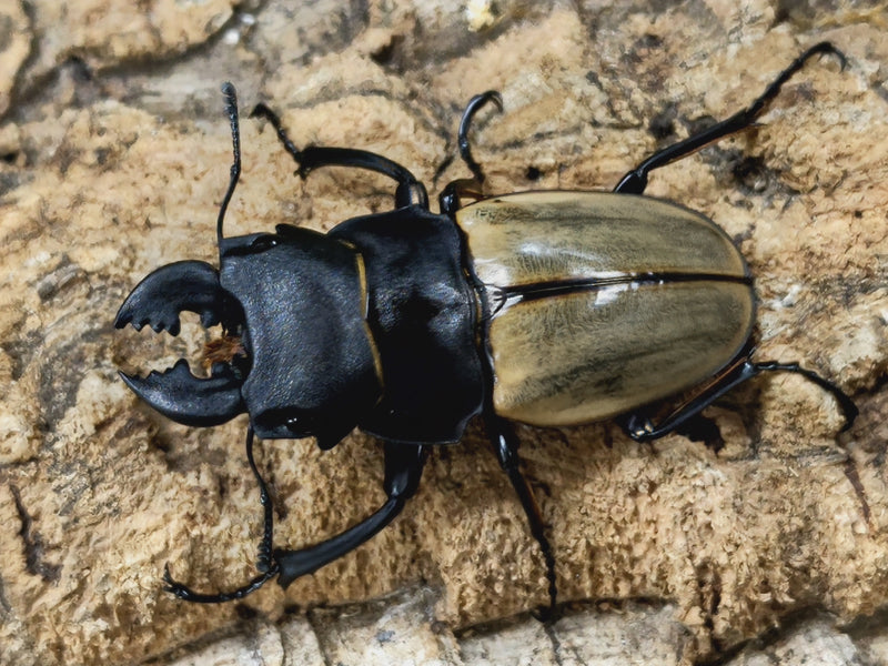 2022.9.1.新入荷!!