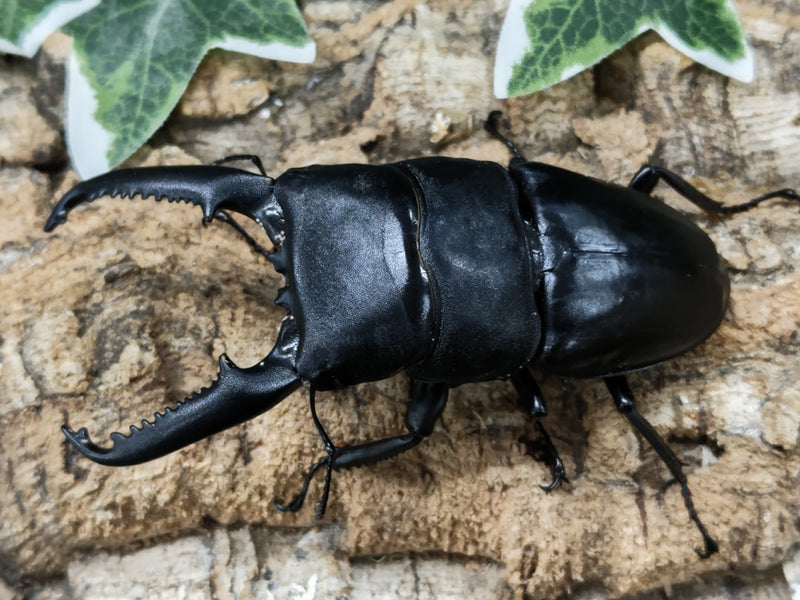 2022.9.6.新入荷!!