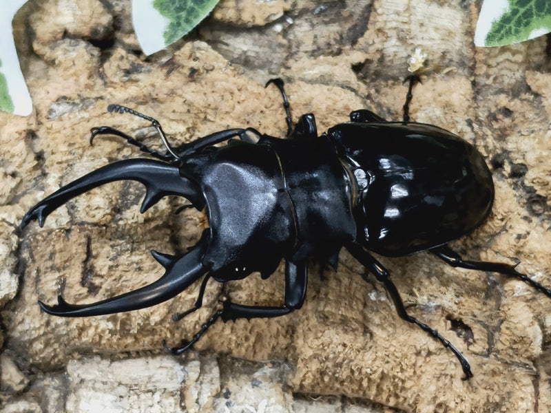 2022.9.8.新入荷!!