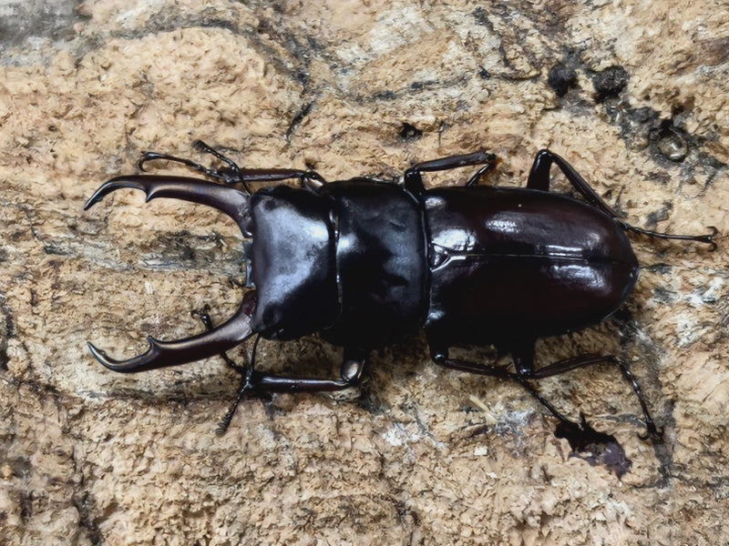 新入荷昆虫情報 – ページ 72 – クワガタムシ・カブトムシ昆虫