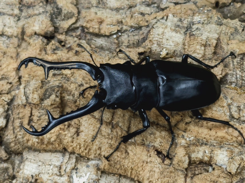 2022.9.11.新入荷!!