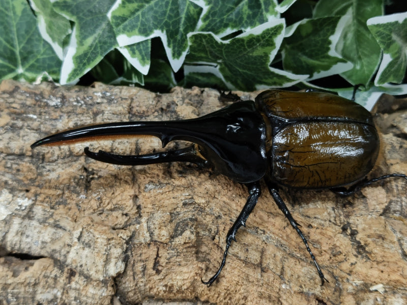 2022.9.13.新入荷!!