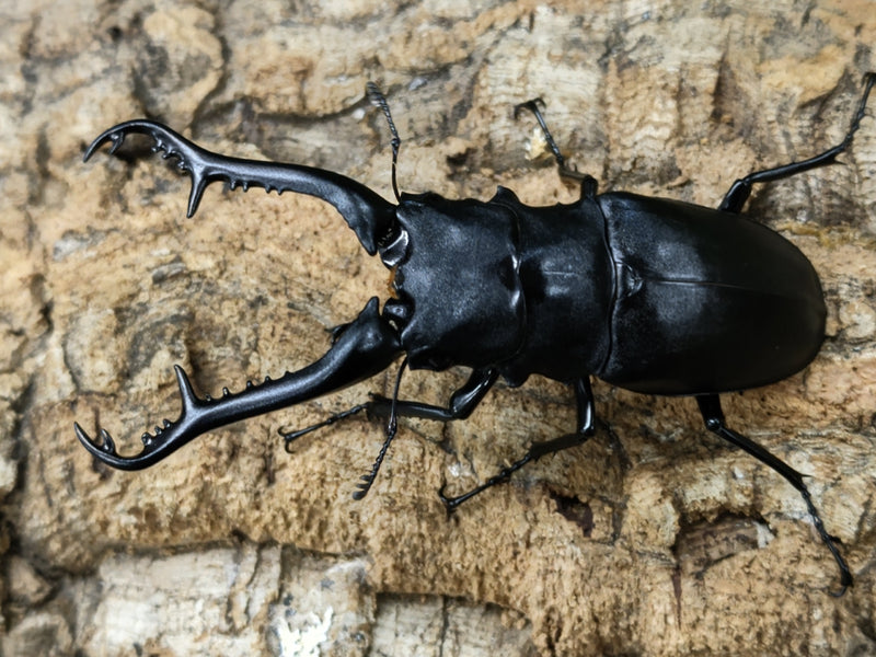 2022.9.16.新入荷!!