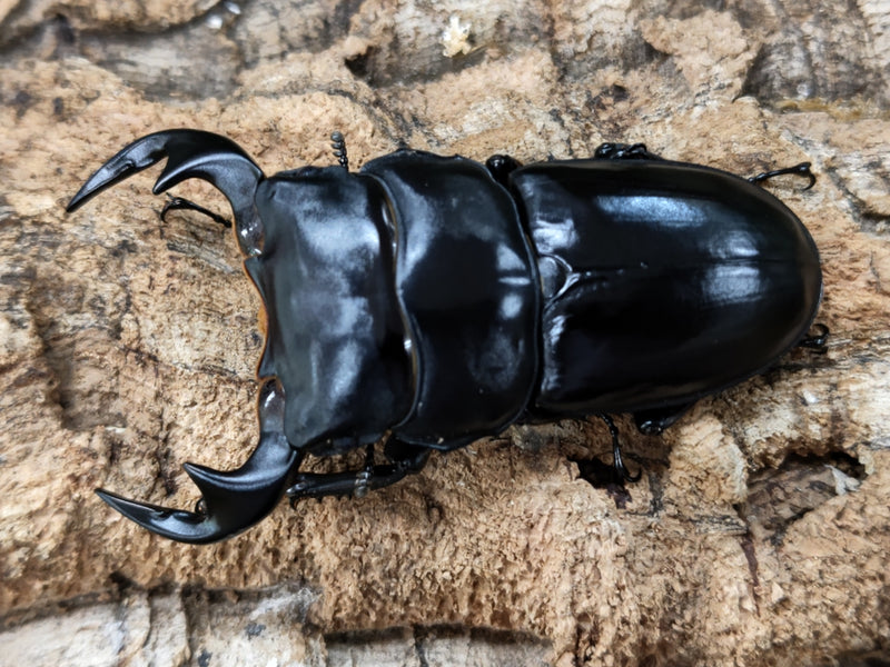 2022.9.29.新入荷!!