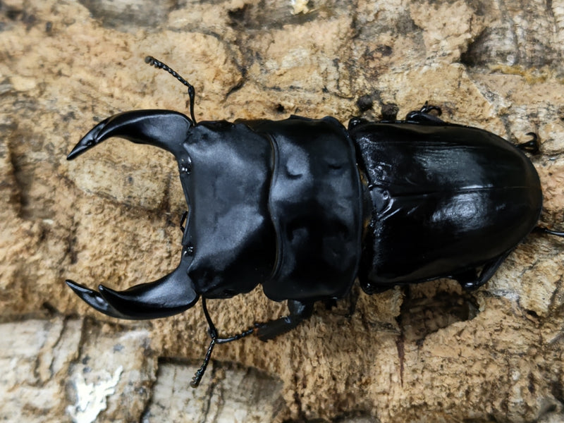 2022.9.30.新入荷!!