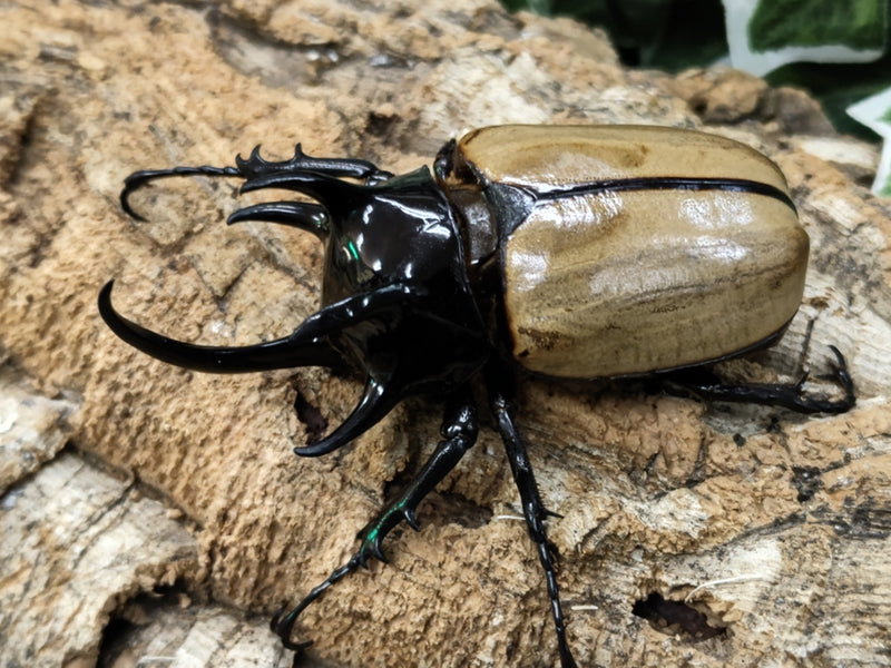 2022.10.3.新入荷!!